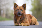 lying Harz Fox