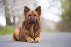 lying Harz Fox