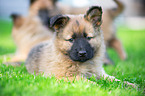 Harz Fox Puppy