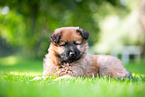 Harz Fox Puppy