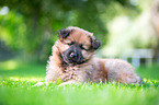 Harz Fox Puppy