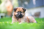 Harz Fox Puppy