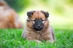 Harz Fox Puppy