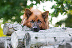 lying Harz Fox