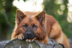 lying Harz Fox