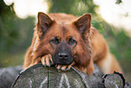 lying Harz Fox