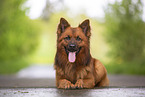 lying Harz Fox