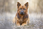 lying Harz Fox