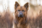 Harz Fox Portrait