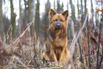 sitting Harz Fox