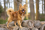 Harz Fox
