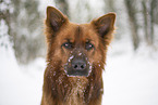 Harz Fox Portrait
