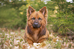 lying Harz Fox