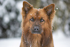 Harz Fox Portrait
