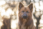 Harz Fox Portrait