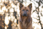 Harz Fox Portrait