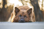 lying Harz Fox