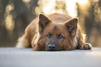 lying Harz Fox