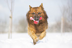 playing Harz Fox