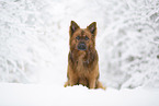sitting Harz Fox