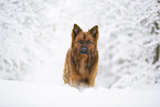 Harz Fox