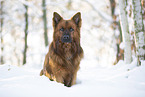 sitting Harz Fox