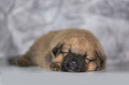 Harz Fox Puppy