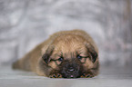 Harz Fox Puppy