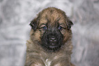 Harz Fox Puppy