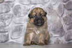 Harz Fox Puppy