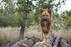 Harz Fox
