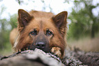 lying Harz Fox