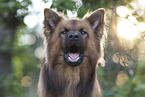 Harz Fox Portrait