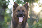 Harz Fox Portrait