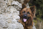 Harz Fox