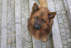 sitting Harz Fox