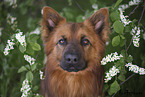 Harz Fox Portrait