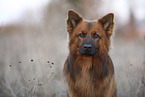 Harz Fox Portrait