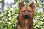 Harz Fox Portrait