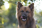 Harz Fox Portrait
