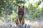 sitting Harz Fox