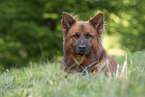 lying Harz Fox