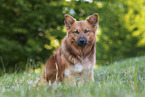 sitting Harz Fox