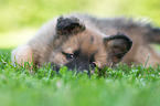 Harz Fox Puppy