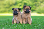 Harz Fox Puppies