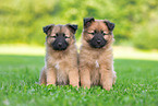 Harz Fox Puppies