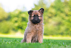 Harz Fox Puppy