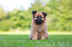 Harz Fox Puppy