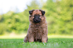 Harz Fox Puppy