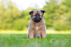 Harz Fox Puppy